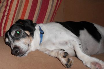 Bertie