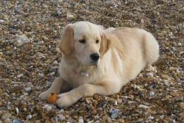 Goldie