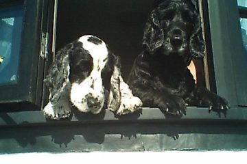 Toby and TJ