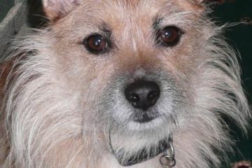 Alfie