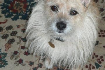 Alfie
