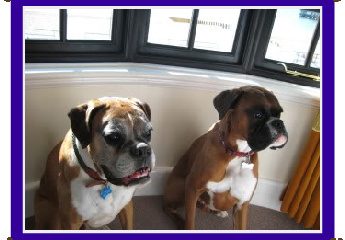 Boxers