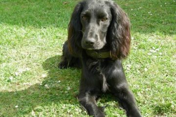 Charlie