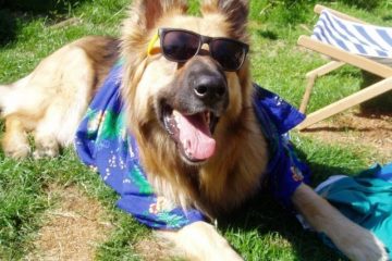 Holiday Boy